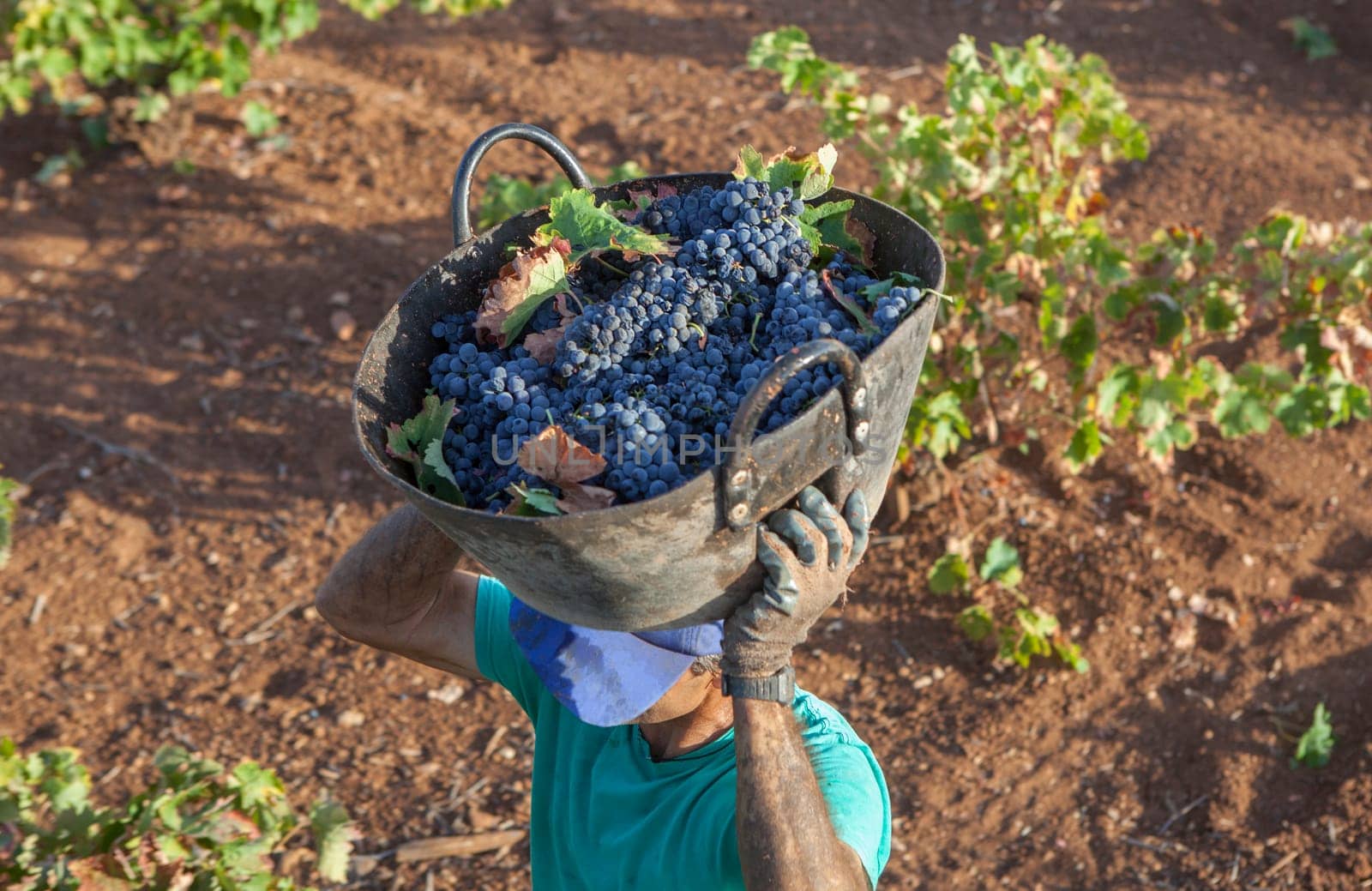 Grape harvester carries the bucket on his head. Overhead shot