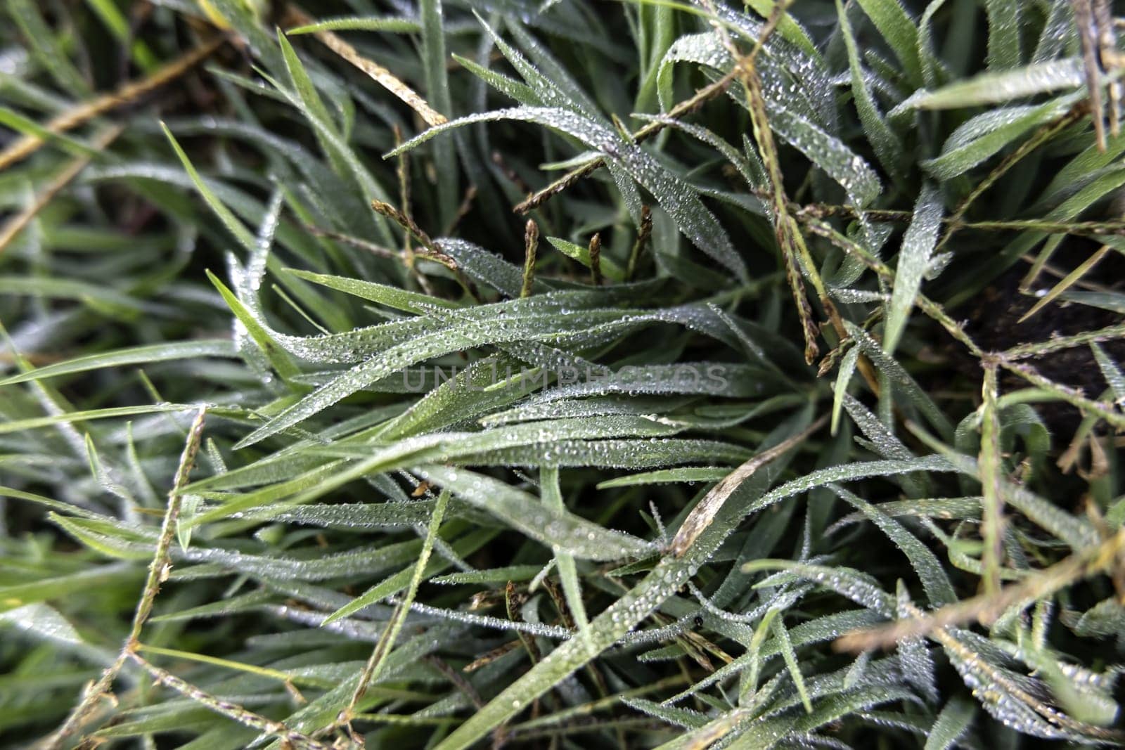 Detail of green field in nature, care and protection of the environment