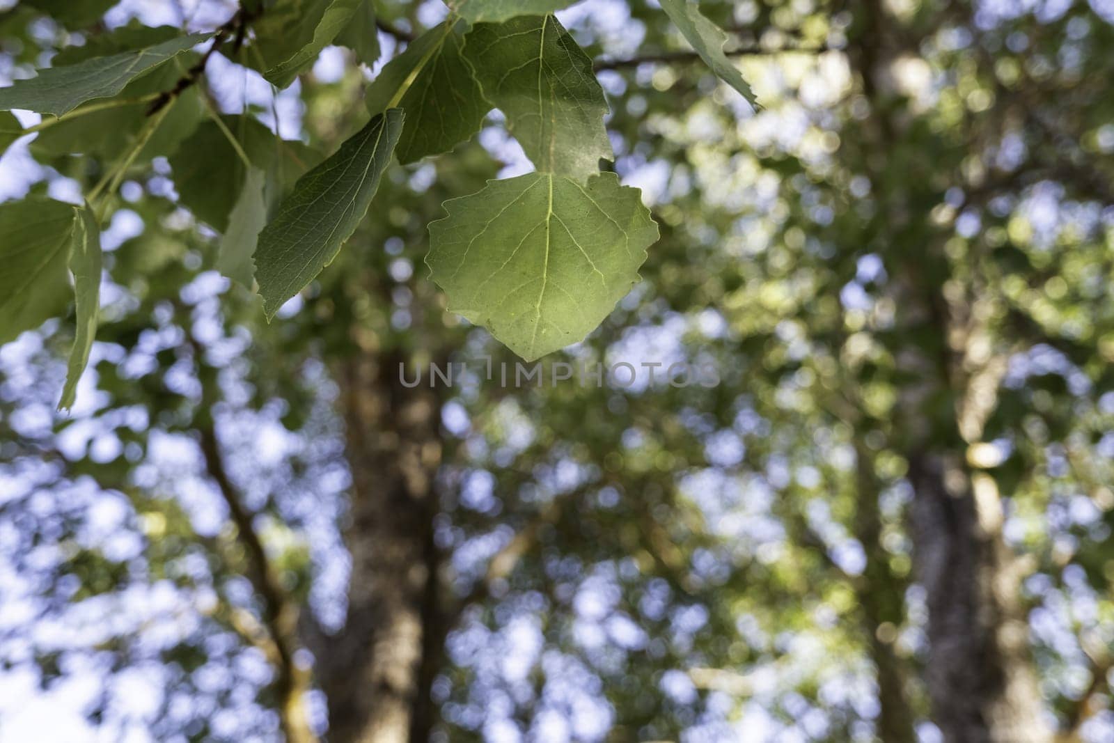 Background detail of decorative green plants, nature and life