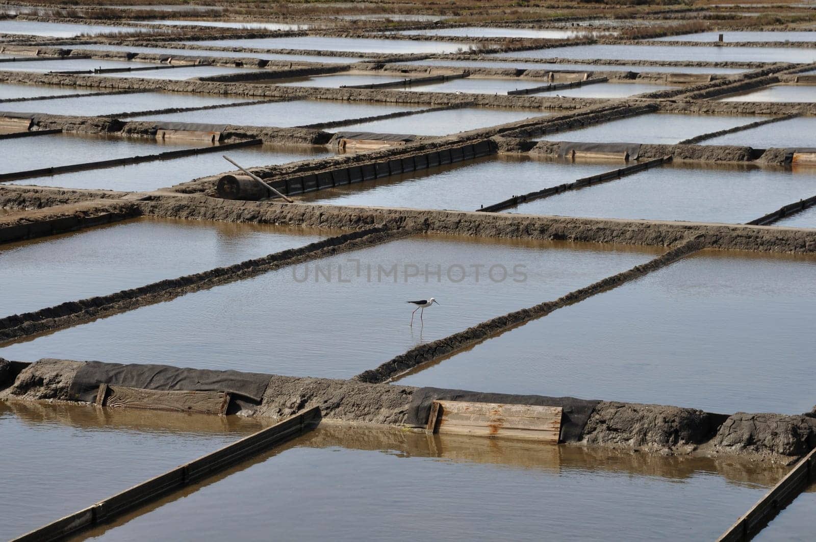 Aveiro salt marshes in Portugal