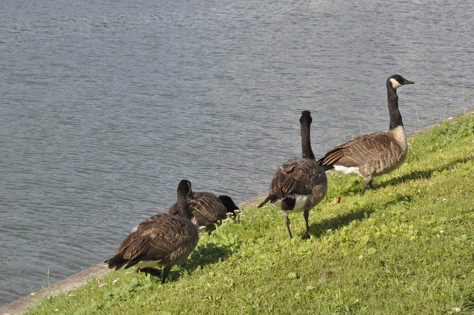 Canada geese on Seine bank
