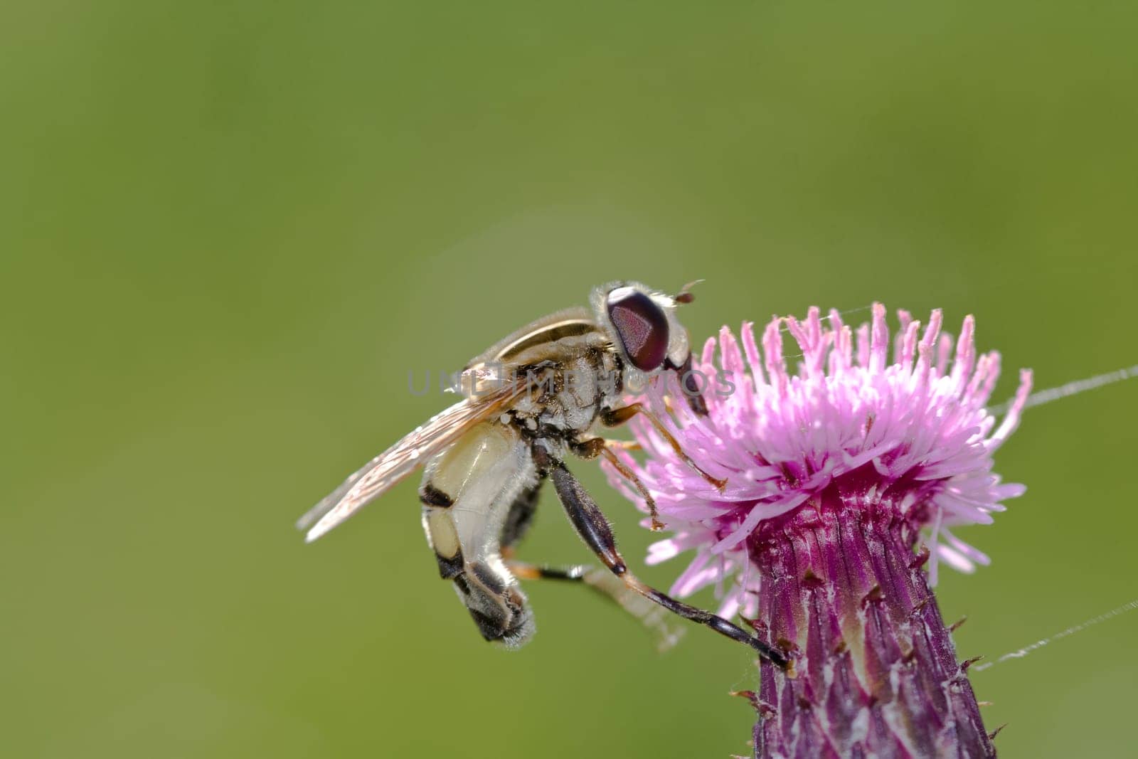 Hoverfly on the bloom