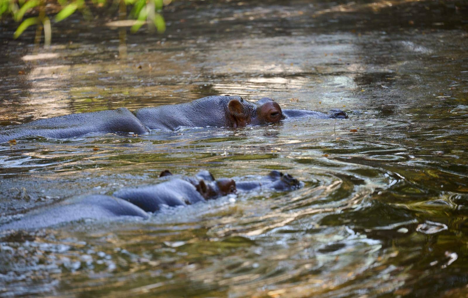 An adult hippopotamus swims in a pond on an autumn day