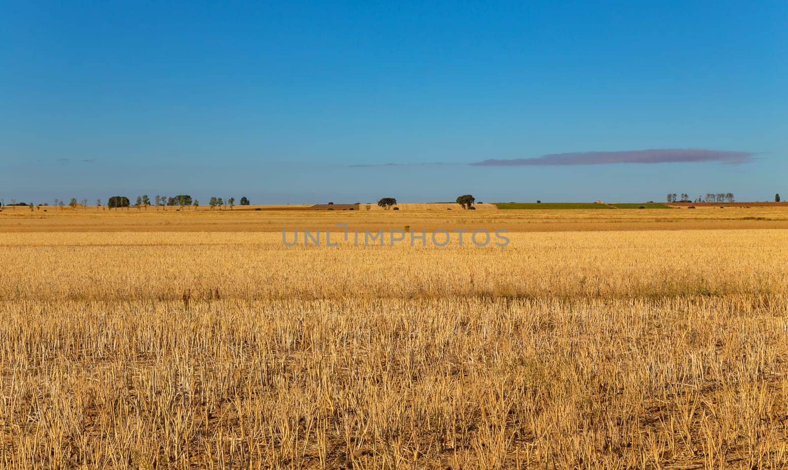 view of a crop field in the north of Spain