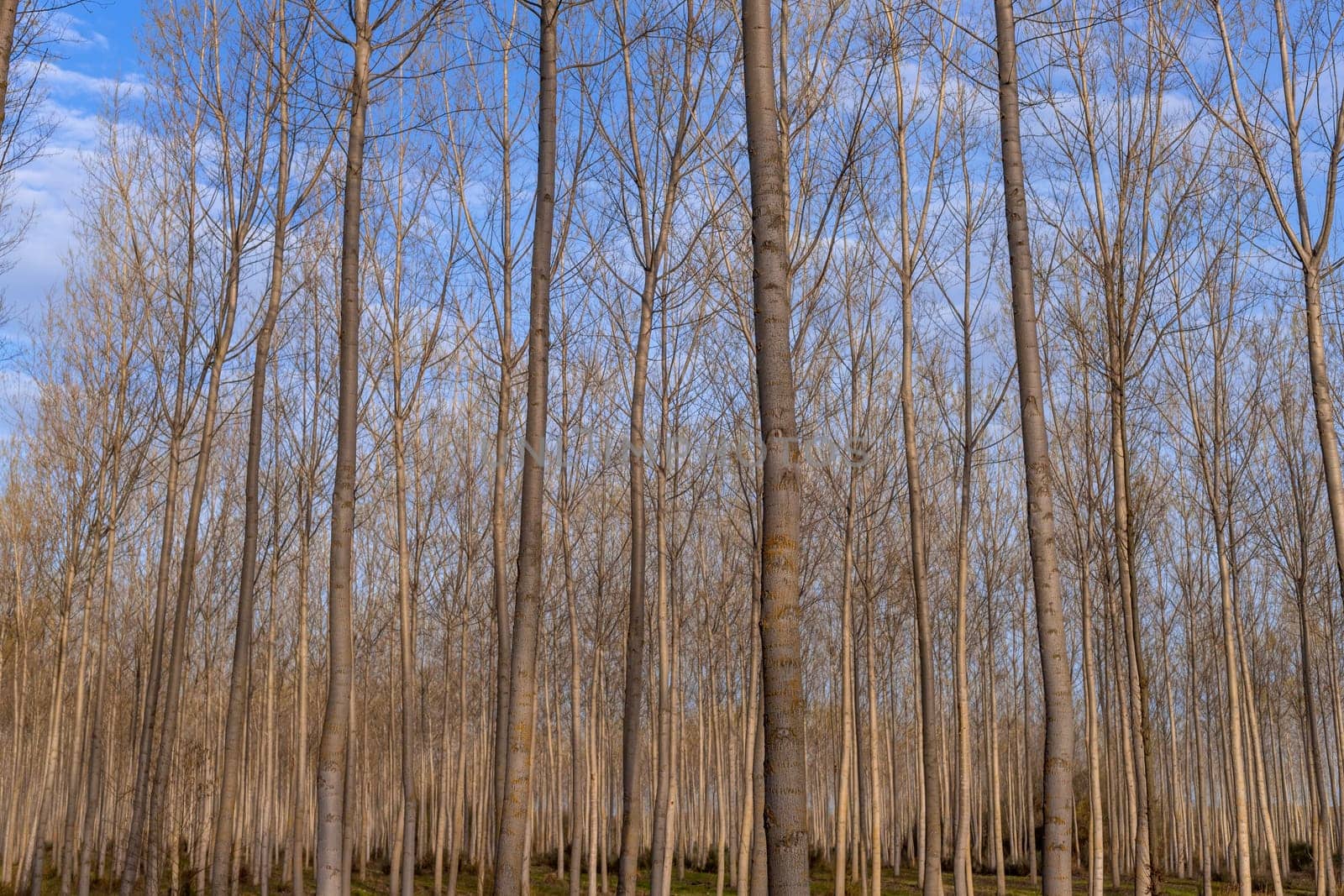 Forest in the countryside of Galicia. Spain.