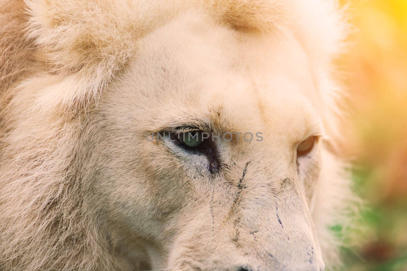 Closeup beautiful portrait of big African Lion.