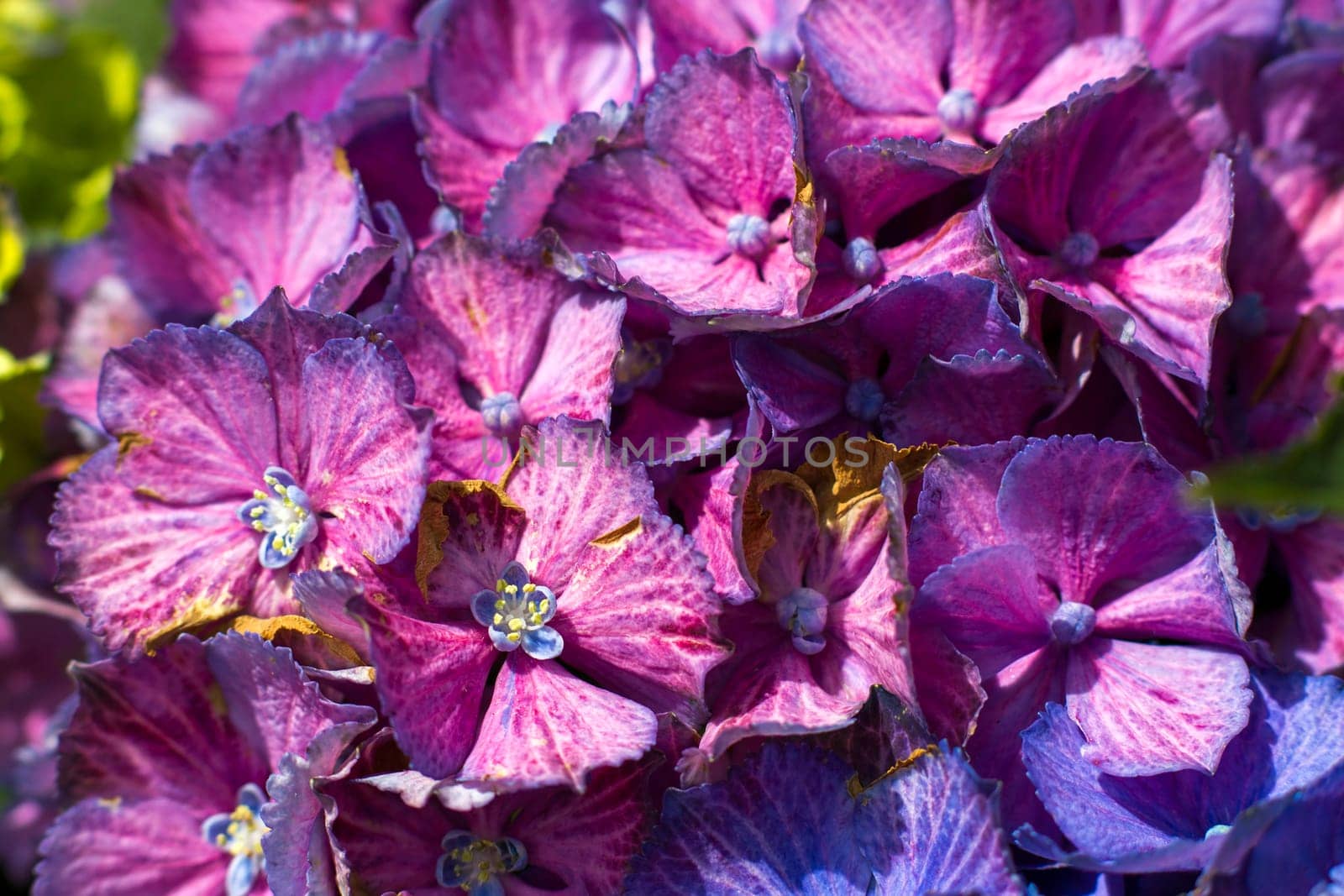 Macro image, pink hydrangea flower background