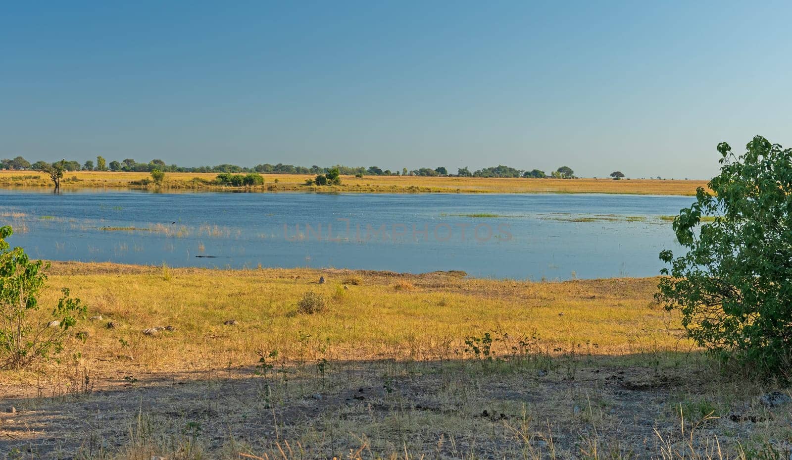 Wetland Pond in the African Veldt in Chobe National Park in Botswanna