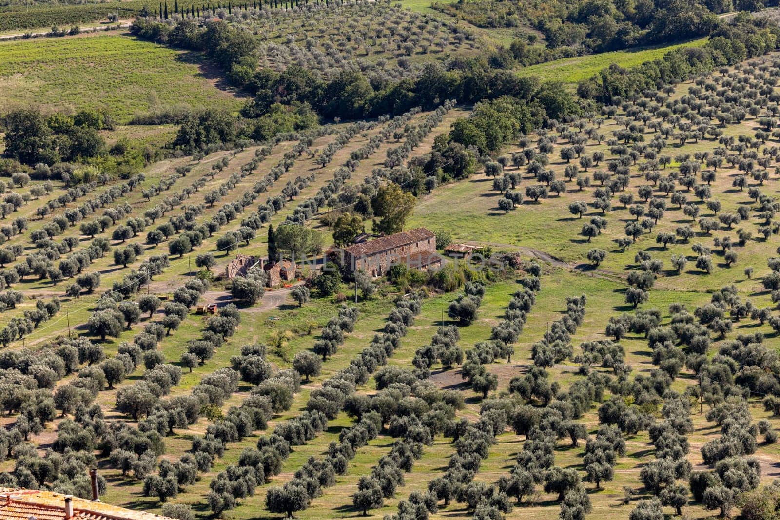 Farmland and olive groves around Montemassi in the province of Grosseto. Italy
