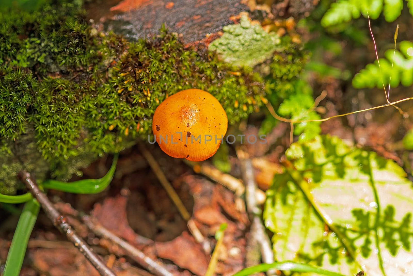 Tiny Mushroom on the Forest Floor in the Craggy Gardens in The Blue Ridge Parkway in North Carolina