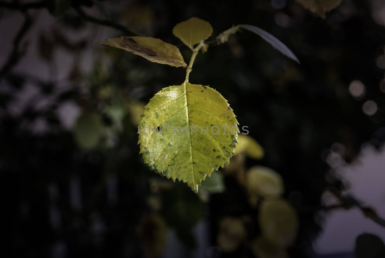 Detail of yellow leaf in a forest in autumn