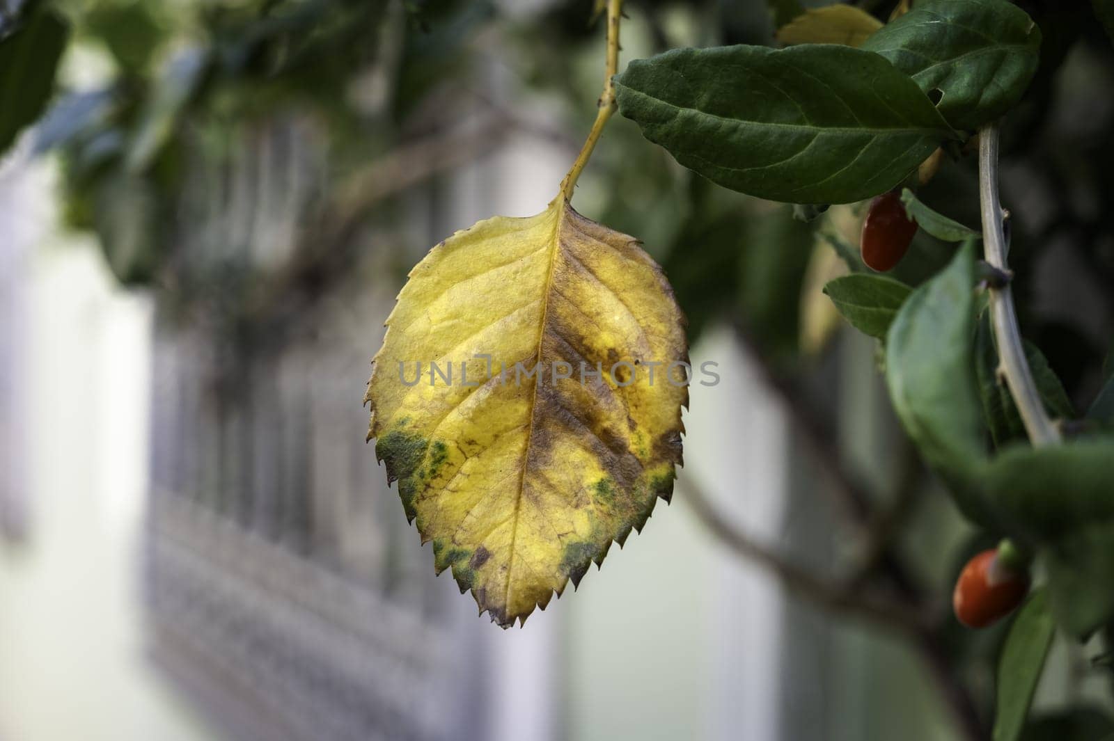 Detail of yellow leaf in a forest in autumn
