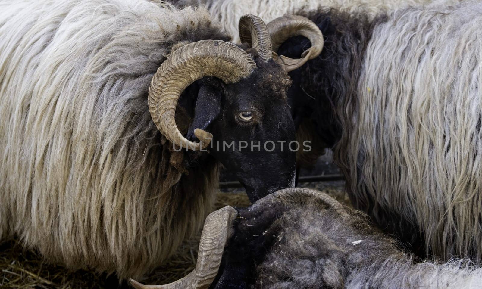 Detail of goats from the Spanish mountains, mammalian animal