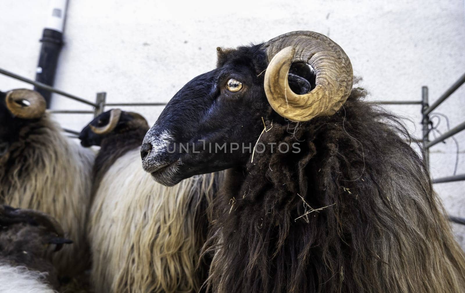 Detail of goats from the Spanish mountains, mammalian animal
