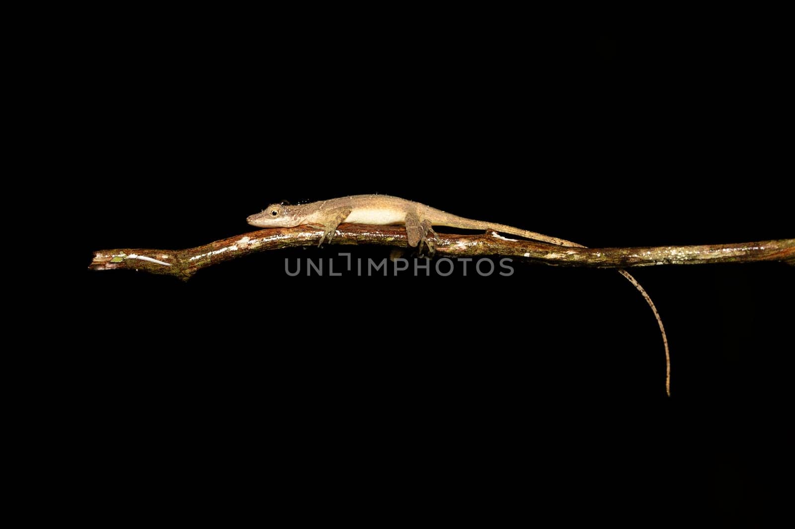 Anolis limifrons, small lizard on hand, Refugio de Vida Silvestre Cano Negro, Costa Rica wildlife