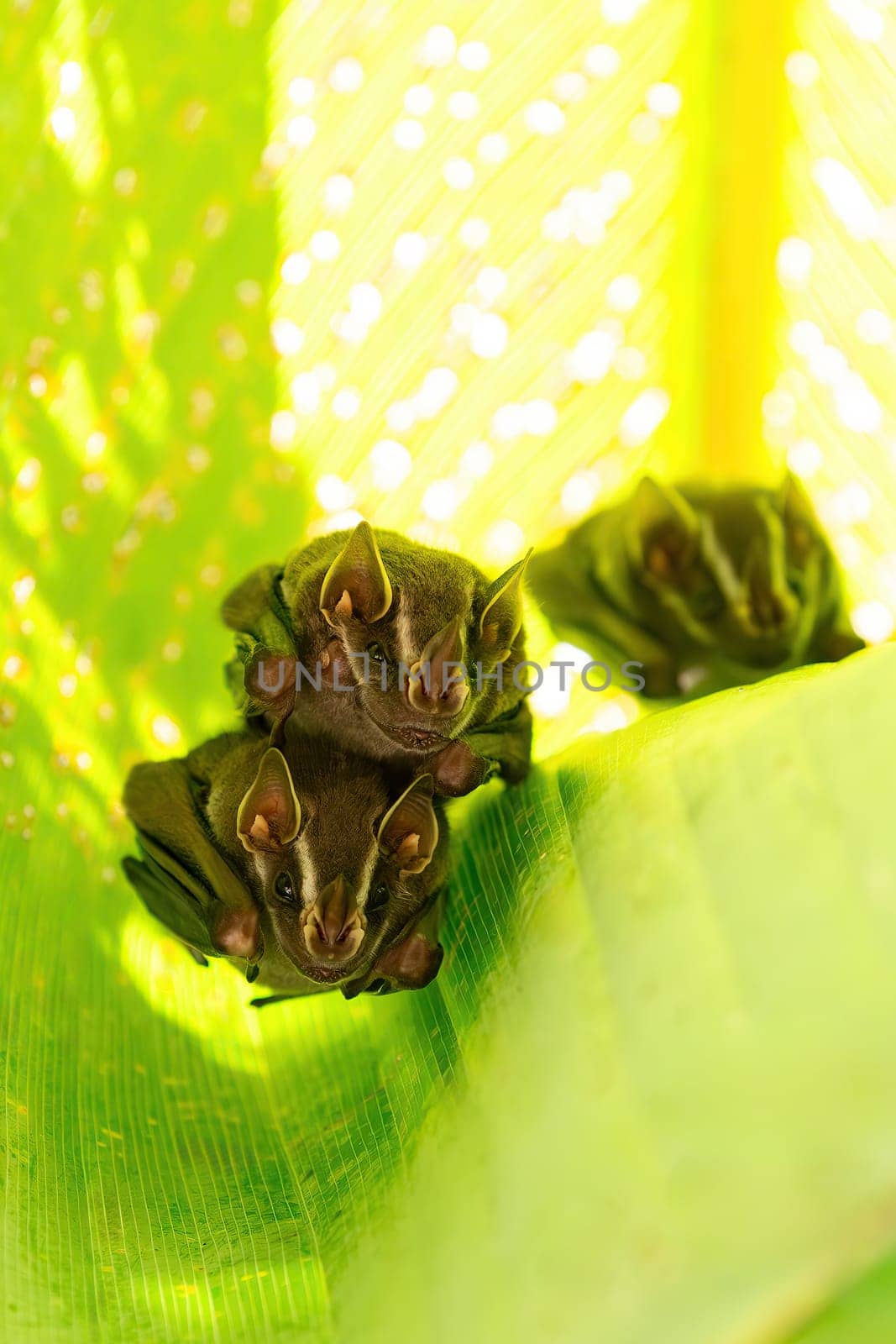 Tent-making bat (Uroderma bilobatum) is an American leaf-nosed bat (Phyllostomidae). Manuel Antonio National Park, Costa Rica wildlife