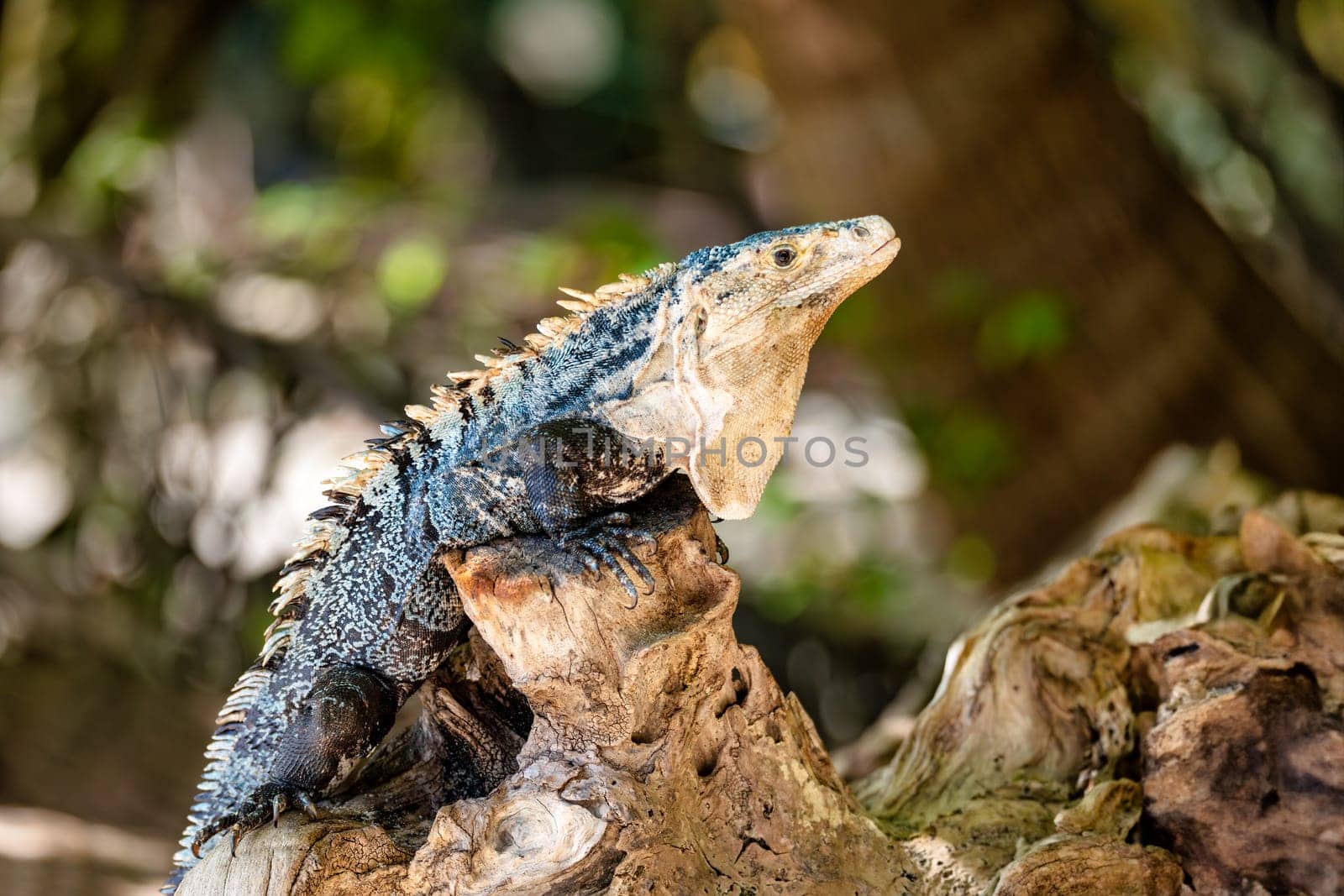 Head portrait of very impressive lizard black spiny-tailed iguana (Ctenosaura similis) in beach of Manuel Antonio National Park, Costa Rica wildlife.