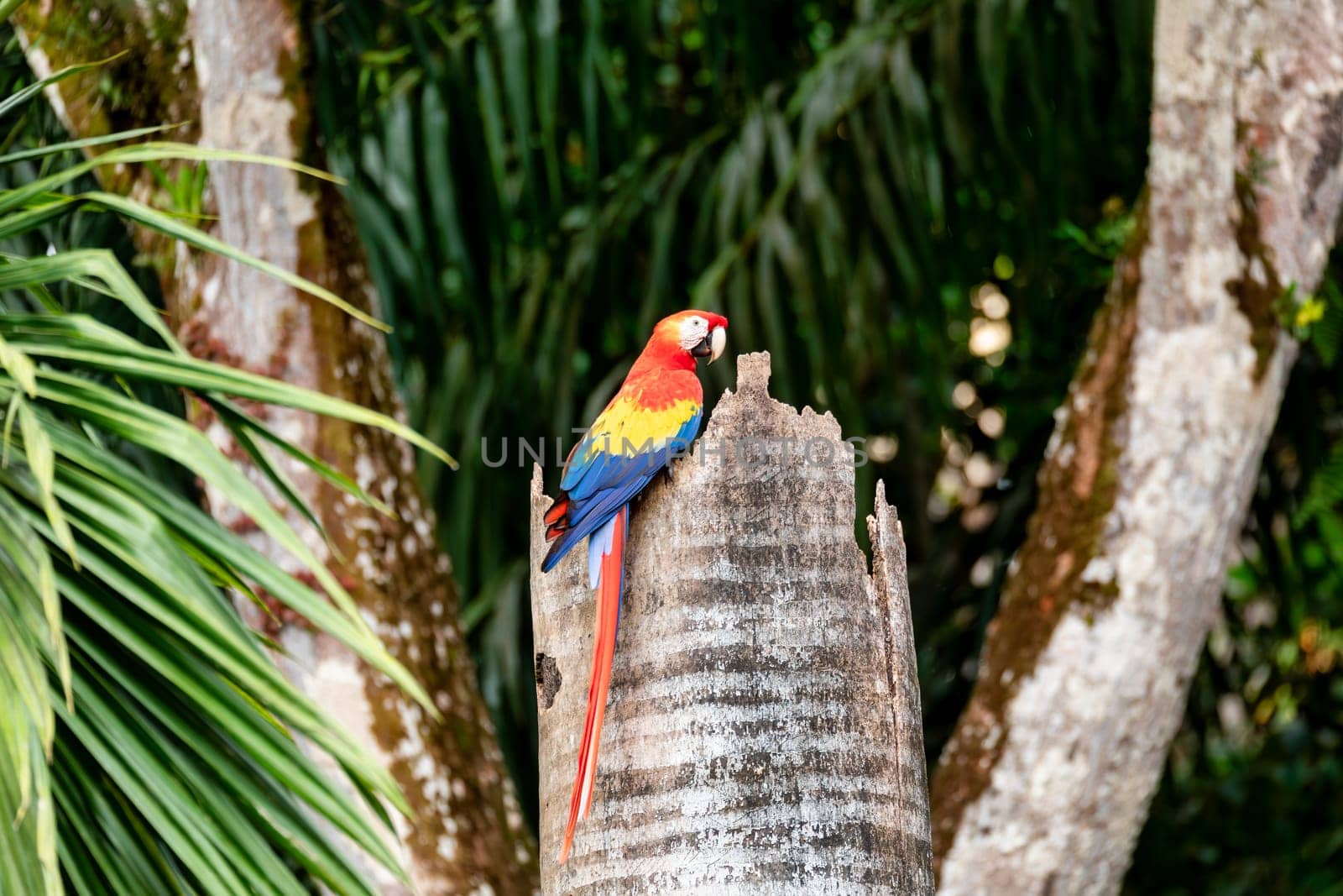 Scarlet macaw (Ara macao), couple sitting at the entrance to their nest in the hollow of a tree trunk. Quepos, Wildlife and birdwatching in Costa Rica.