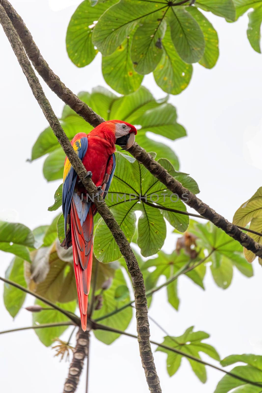 Scarlet macaw (Ara macao), couple sitting at the entrance to their nest in the hollow of a tree trunk. Quepos, Wildlife and birdwatching in Costa Rica.