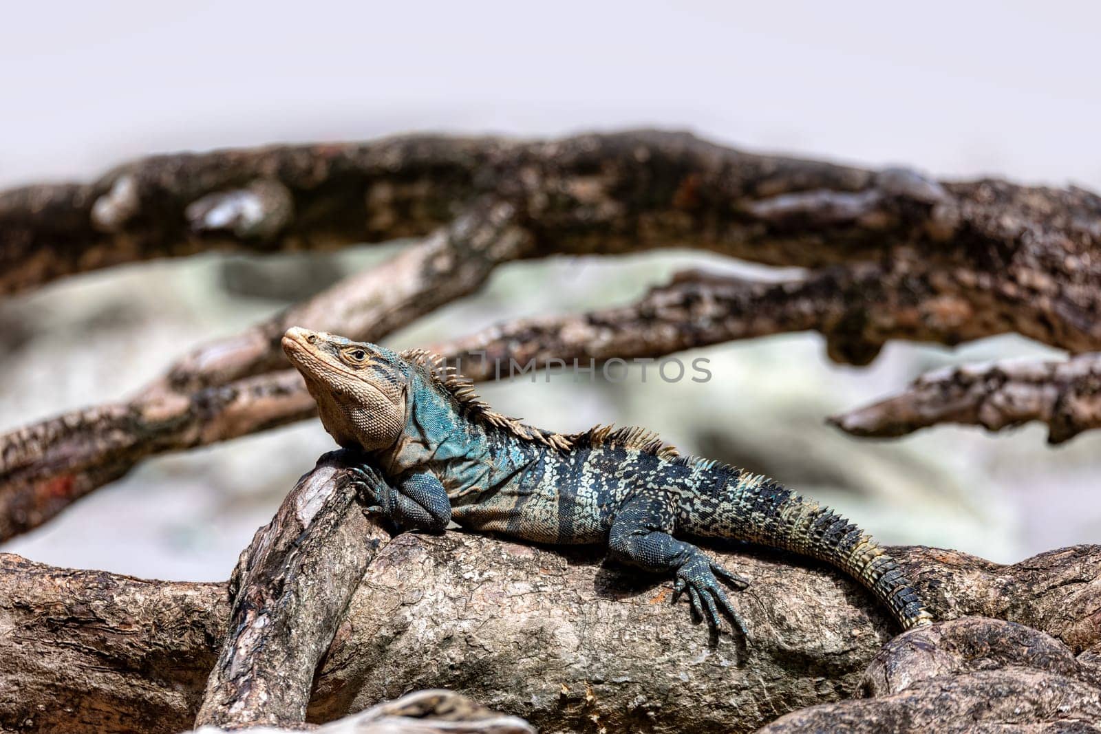 Head portrait of very impressive lizard black spiny-tailed iguana (Ctenosaura similis) in beach of Manuel Antonio National Park, Costa Rica wildlife.