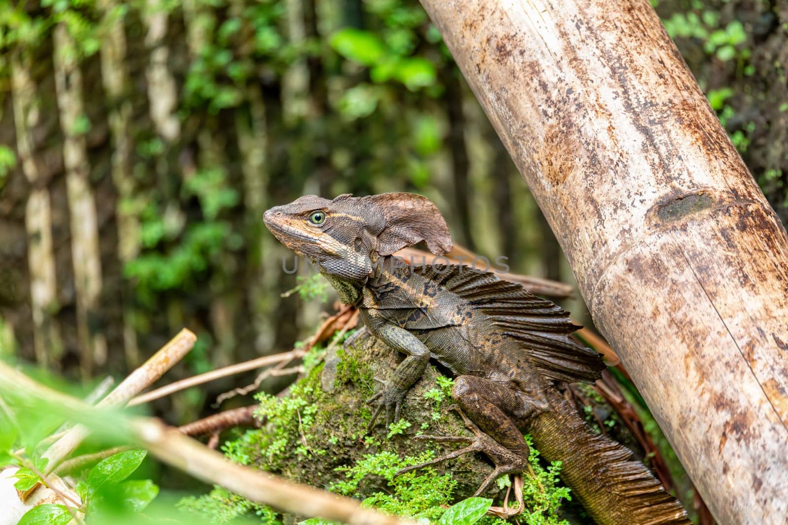 The common basilisk (Basiliscus basiliscus), species of lizard in the family Corytophanidae. Manuel Antonio National Park, Costa Rica wildlife