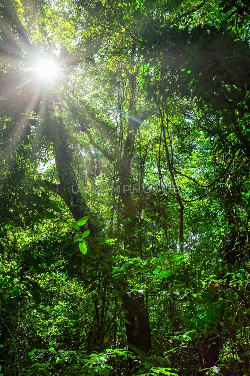 Dense tropical jungle rain forest , Parque Nacional Manuel Antonio, Costa Rica wilderness landscape