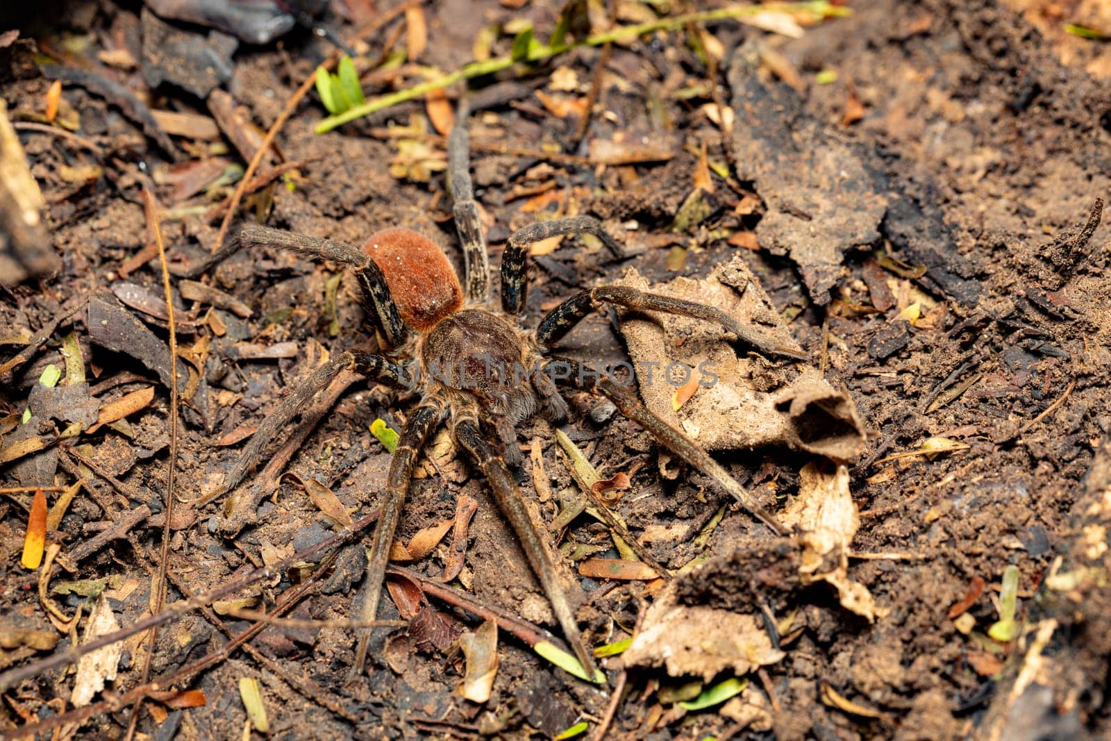 Wandering spider, Ancylometes bogotensis from family ctenidae. Venomous nocturnal hunters on ground in rainforest. Carara National Park - Tarcoles, Costa Rica wildlife.