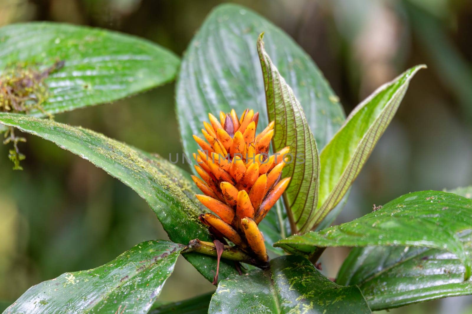 Renealmia cernua, Renealmia is a plant genus in the family Zingiberaceae. Its members are native to tropical Africa and tropical America. Tapanti national park. Costa Rica wilderness