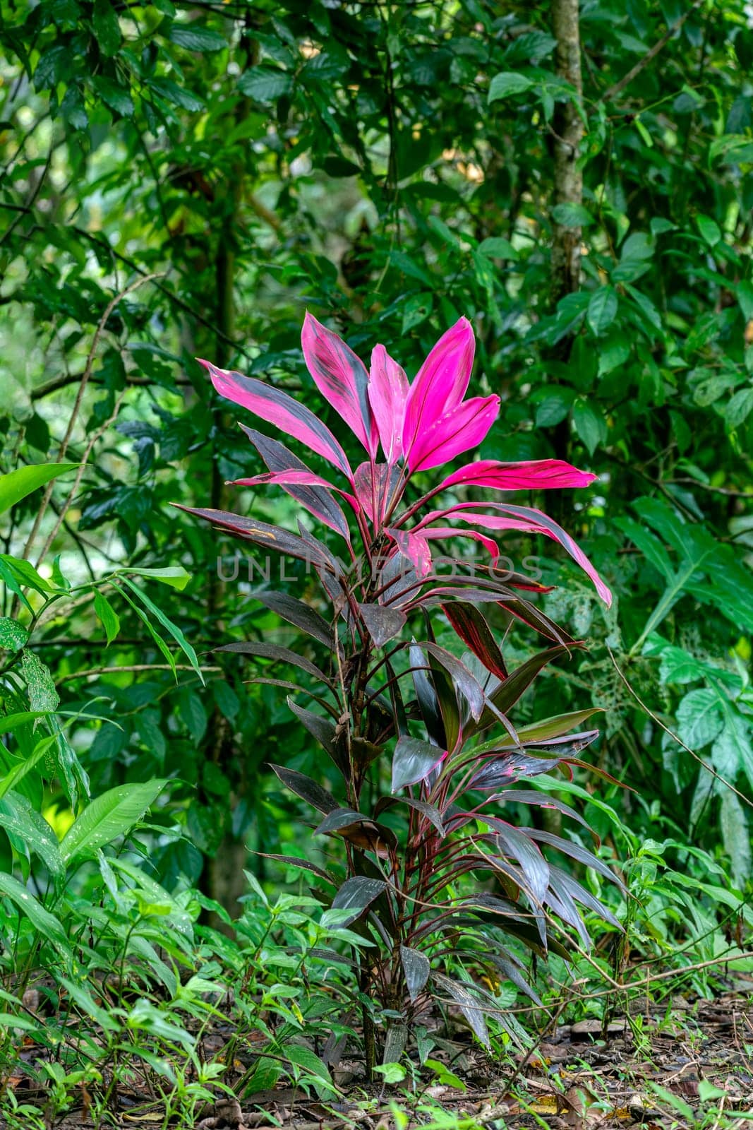Cordyline fruticosa is an evergreen flowering plant in the family Asparagaceae. Quepos, Manuel Antonio National Park wilderness.