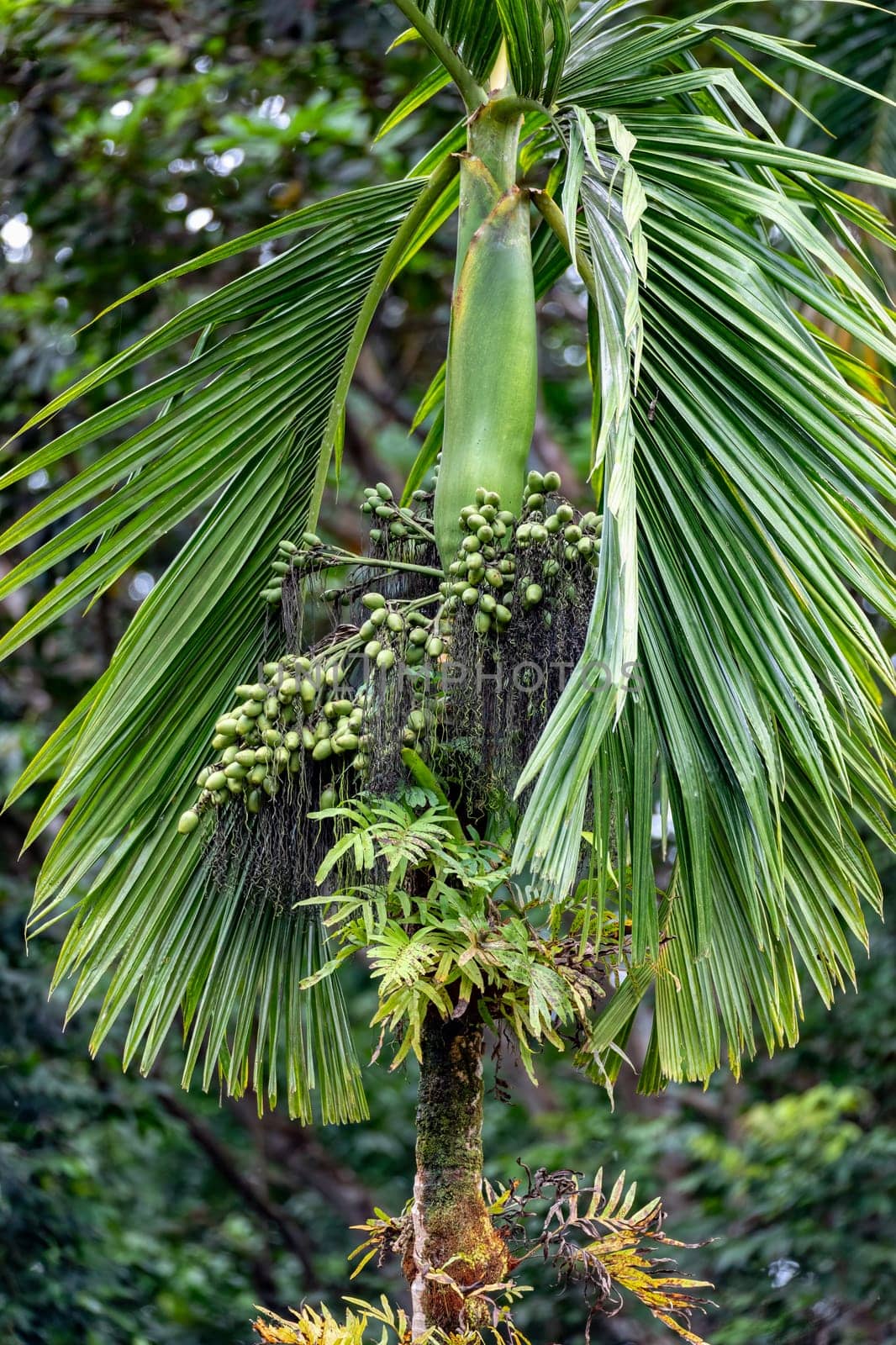 Areca catechu is a species of palm which grows in much of the tropical Pacific, Asia, and parts of east Africa. Quepos, Manuel Antonio National Park wilderness.