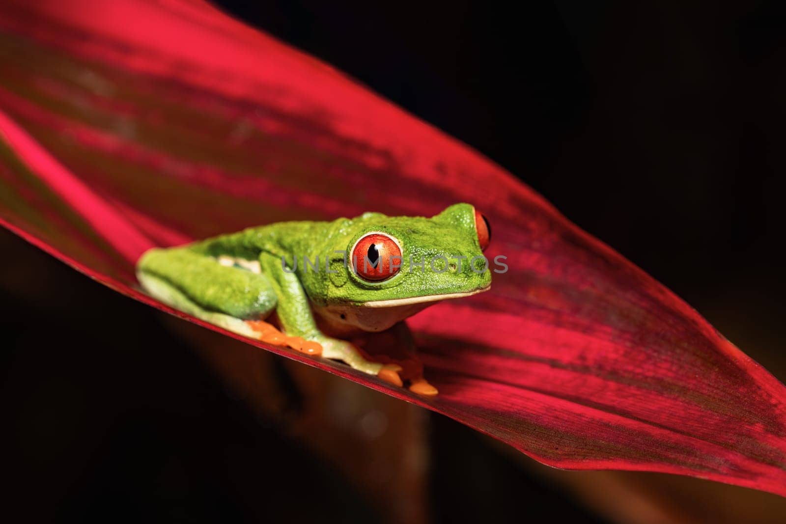 Red-eyed tree frog (Agalychnis callidryas), Beautiful iconic Green frog with red eyes sits on a red leaf in the tropics. Refugio de Vida Silvestre Cano Negro, Costa Rica wildlife.