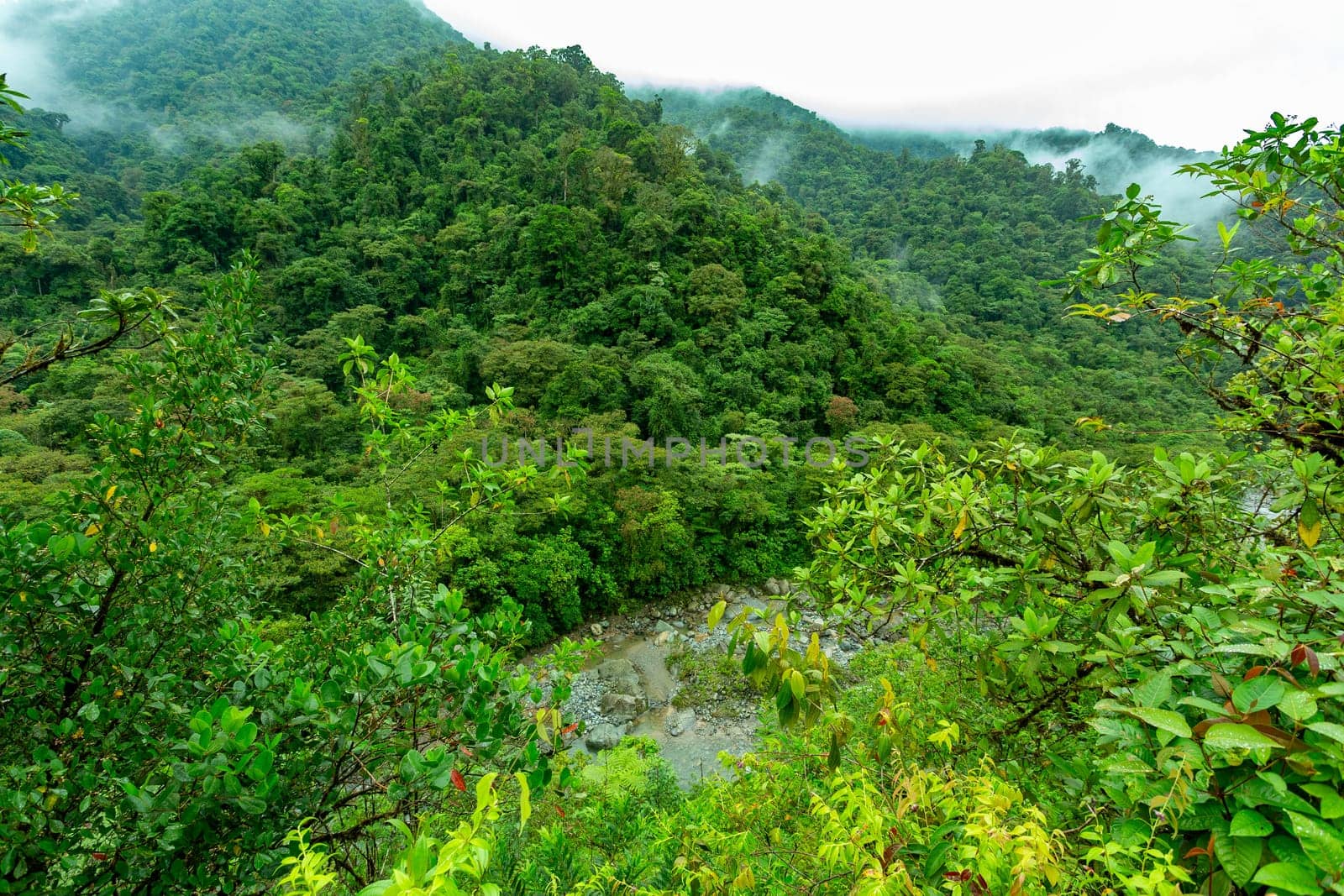Jungle landscape. Rain forest in Tapanti national park, traditional misty cloudy weather. Green natural background. Costa Rica wilderness