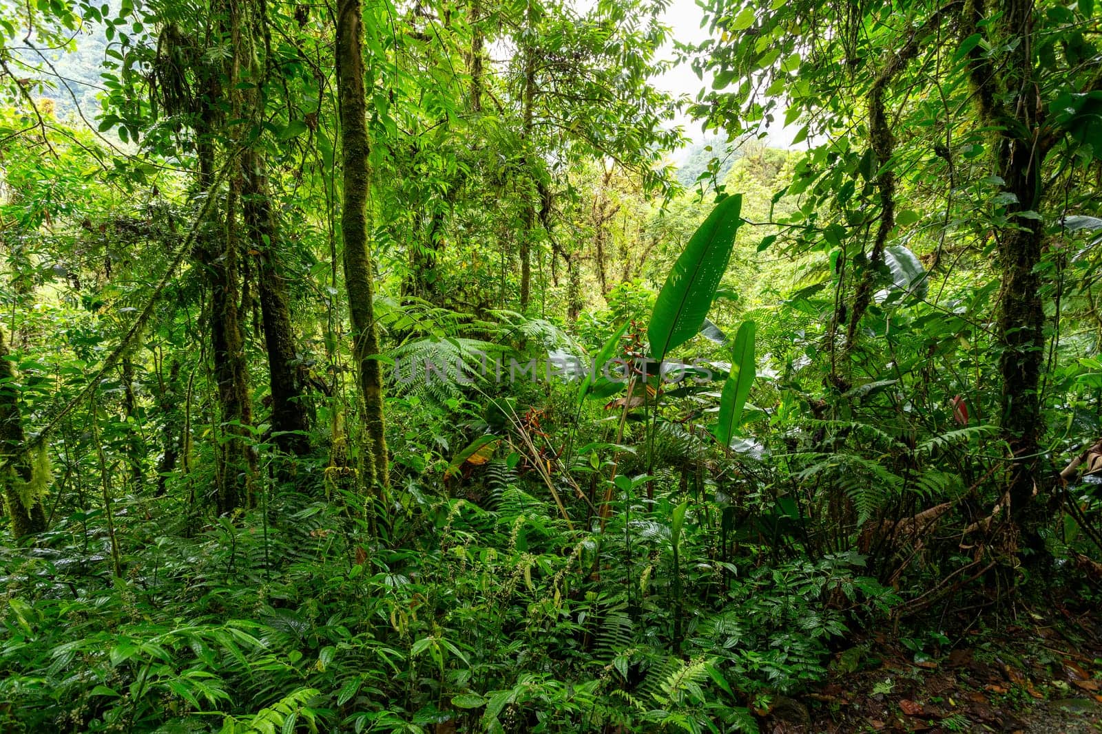 Jungle landscape. Rain forest in Tapanti national park, traditional misty cloudy weather. Green natural background. Costa Rica wilderness