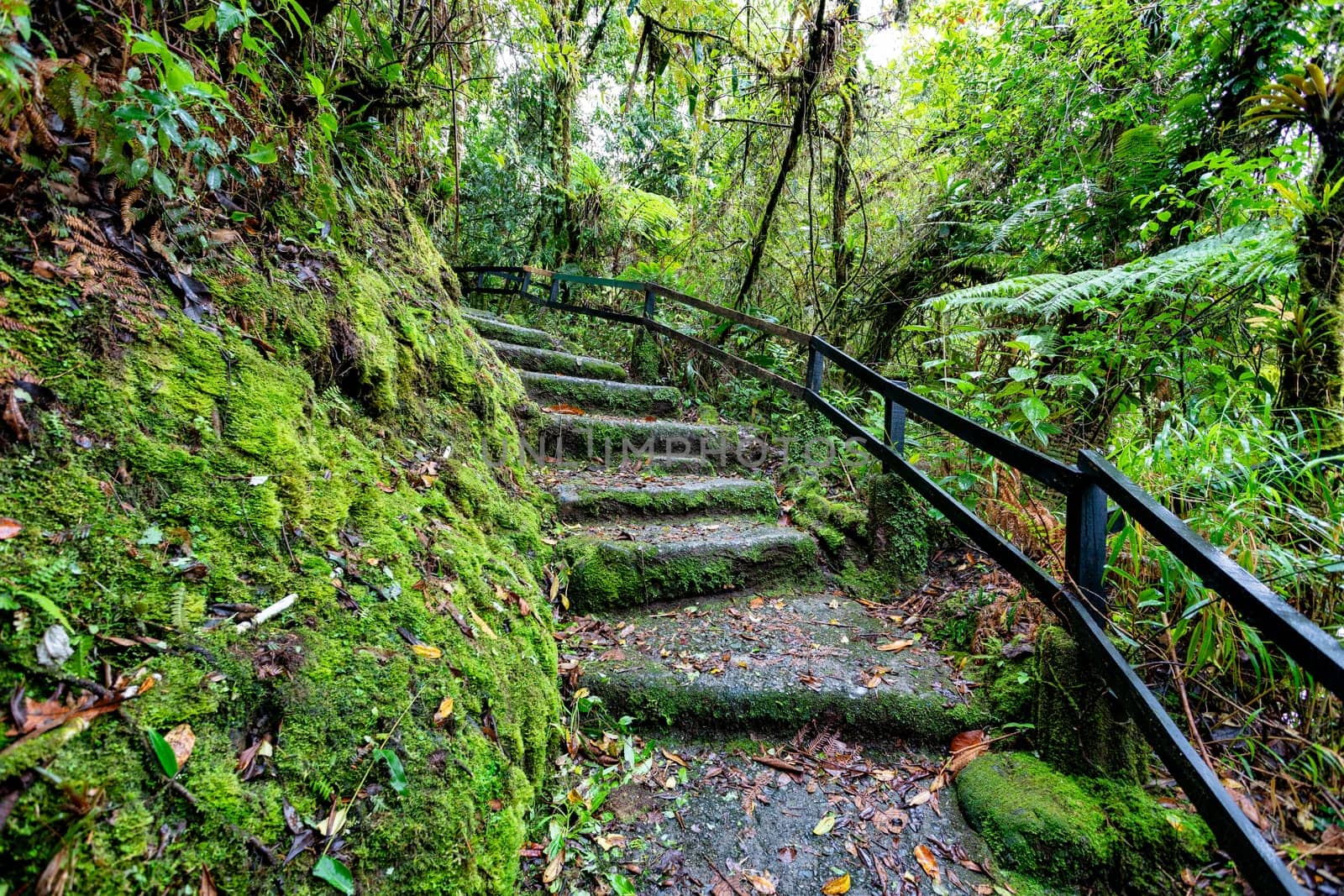 Jungle landscape with stone stars. Rain forest in Tapanti national park, traditional misty cloudy weather. Green natural background. Costa Rica wilderness
