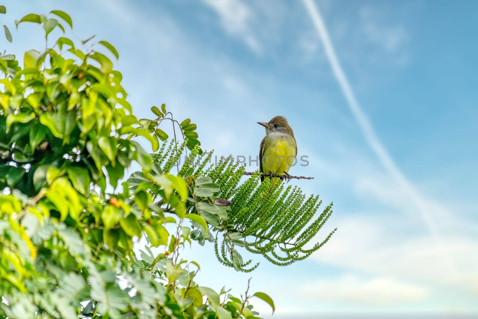 Tropical kingbird (Tyrannus melancholicus) is a large tyrant flycatcher bird. Quepos, Manuel Antonio National Park wilderness. Wildlife and bird watching in Costa Rica.