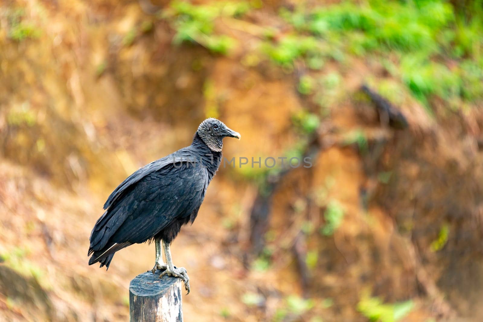 Black vulture (Coragyps atratus), also known as the American black vulture, Mexican vulture, zopilote, urubu, or gallinazo, is a bird in the New World vulture family