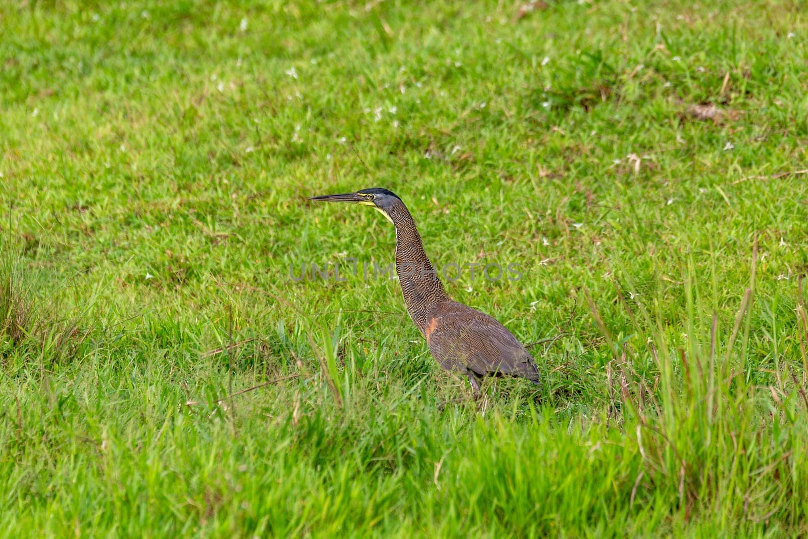 Bare-throated tiger heron (Tigrisoma mexicanum) is a wading bird of the heron family, Ardeidae. , Puntarenas region Costa Rica wildlife