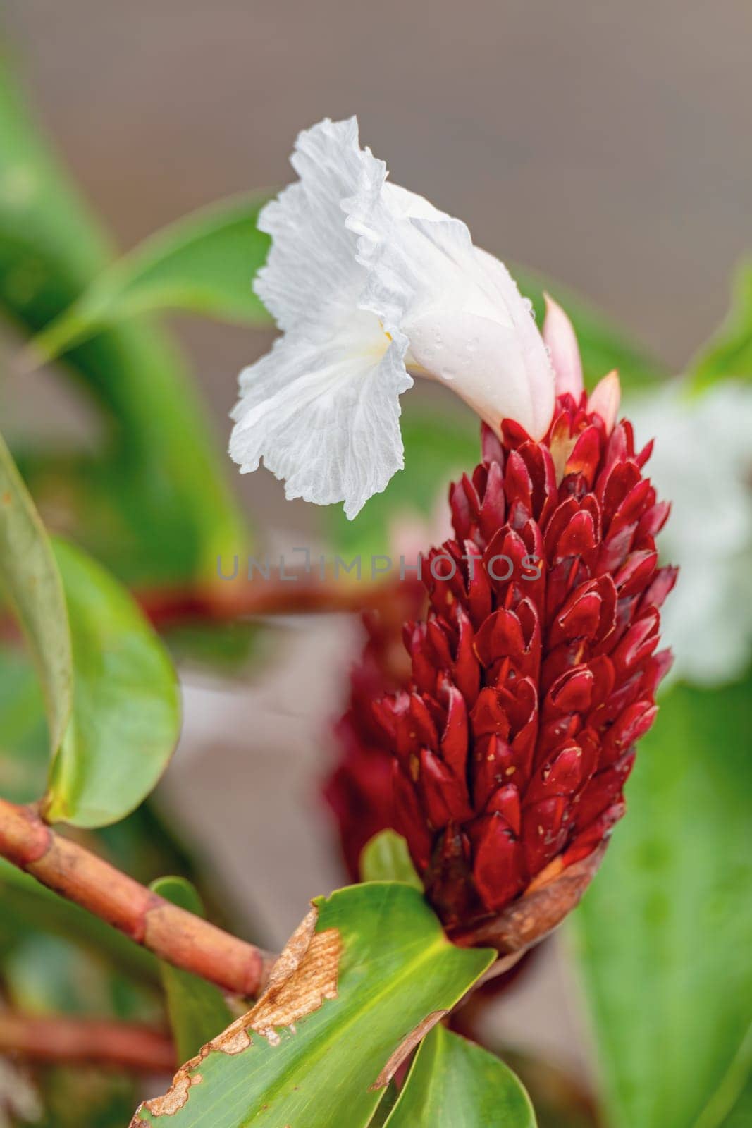 Alpinia purpurata flower aka Red ginger. Beautiful flower from a family of decorative plant, will grow in rainforest of Costa Rica. Quepos. Quepos, Manuel Antonio National Park wilderness