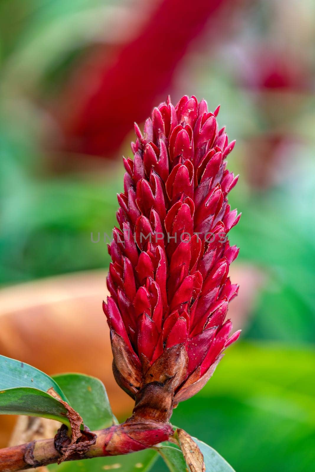 Alpinia purpurata flower aka Red ginger. Beautiful flower from a family of decorative plant, will grow in rainforest of Costa Rica. Quepos, Manuel Antonio National Park wilderness.