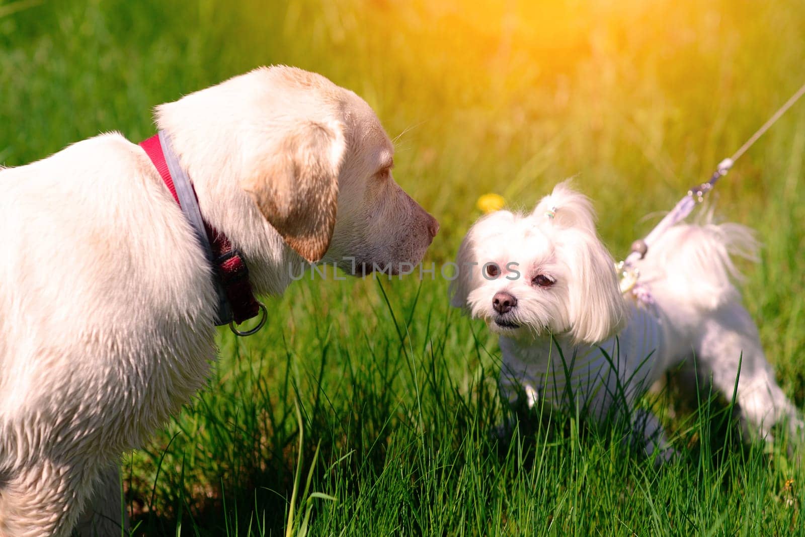 White maltese dog in the grass, companion dog