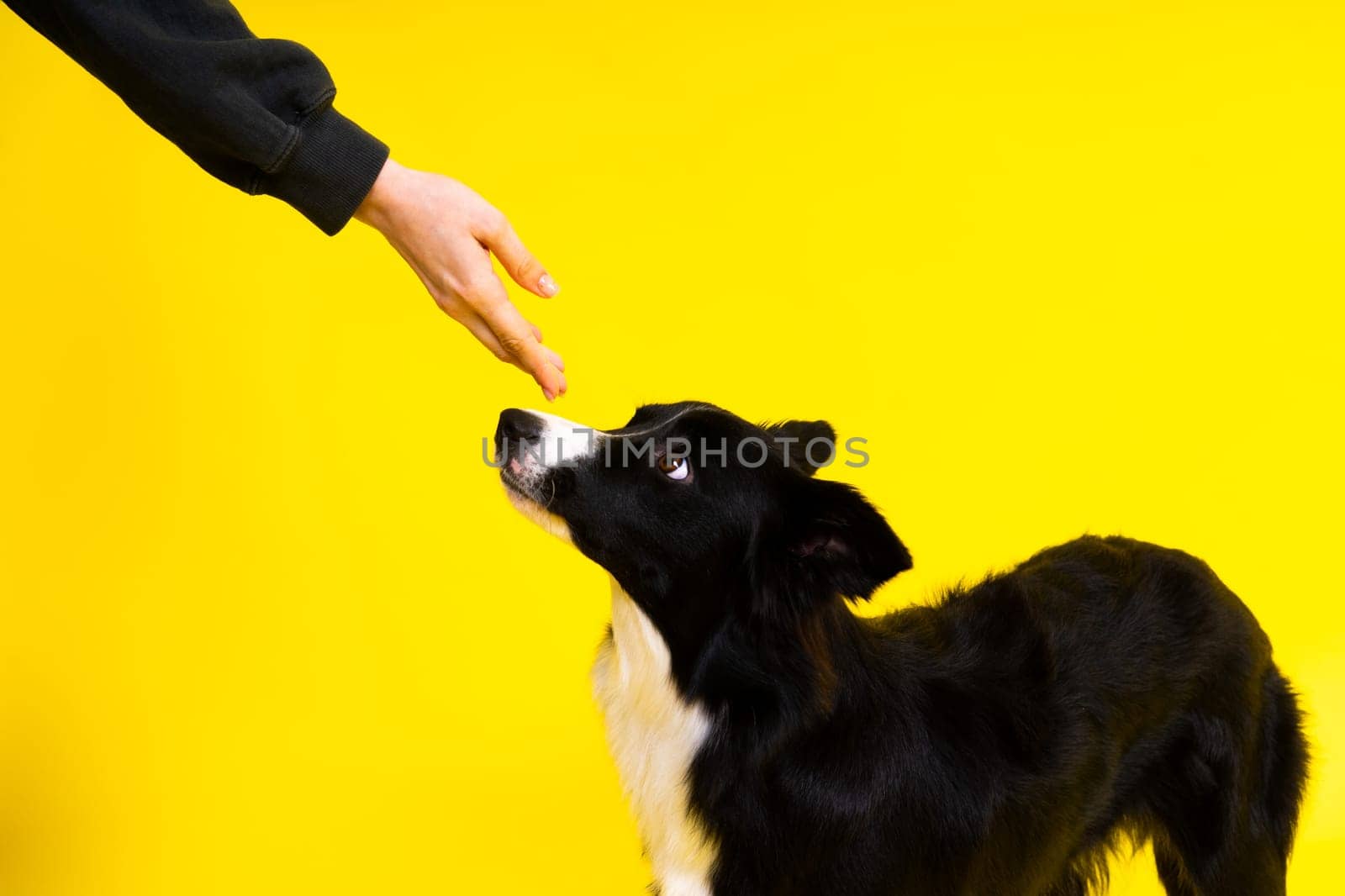 Friendship between people and animals, a studio shot, love, tender, warm feeling and emotion