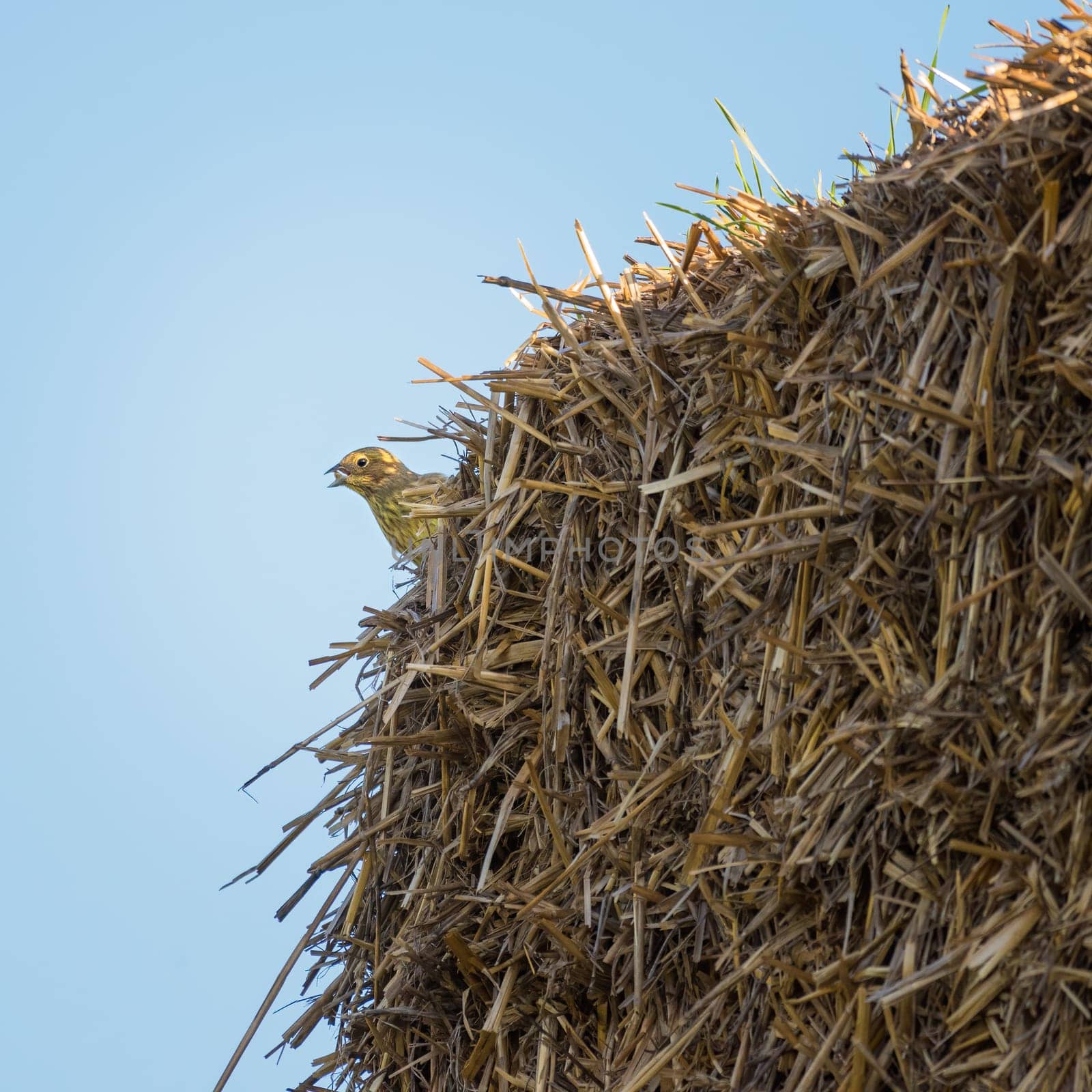 Yellowhammer on straw