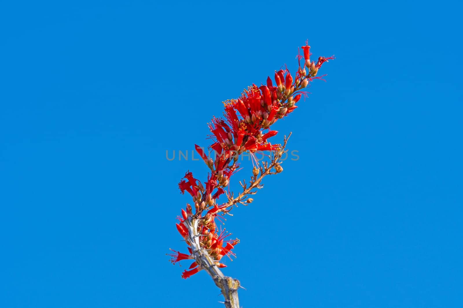 Spring Flowers of an Ocotillo in Organ Pipe National Monument in Arizona