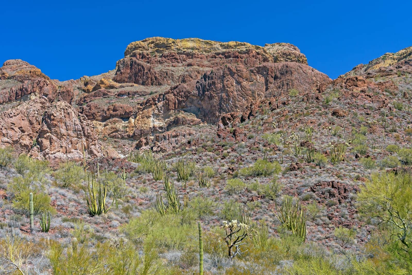 Desert Plants Beneath Heat Seared Cliffs in Organ Pipe National Monument in Arizona