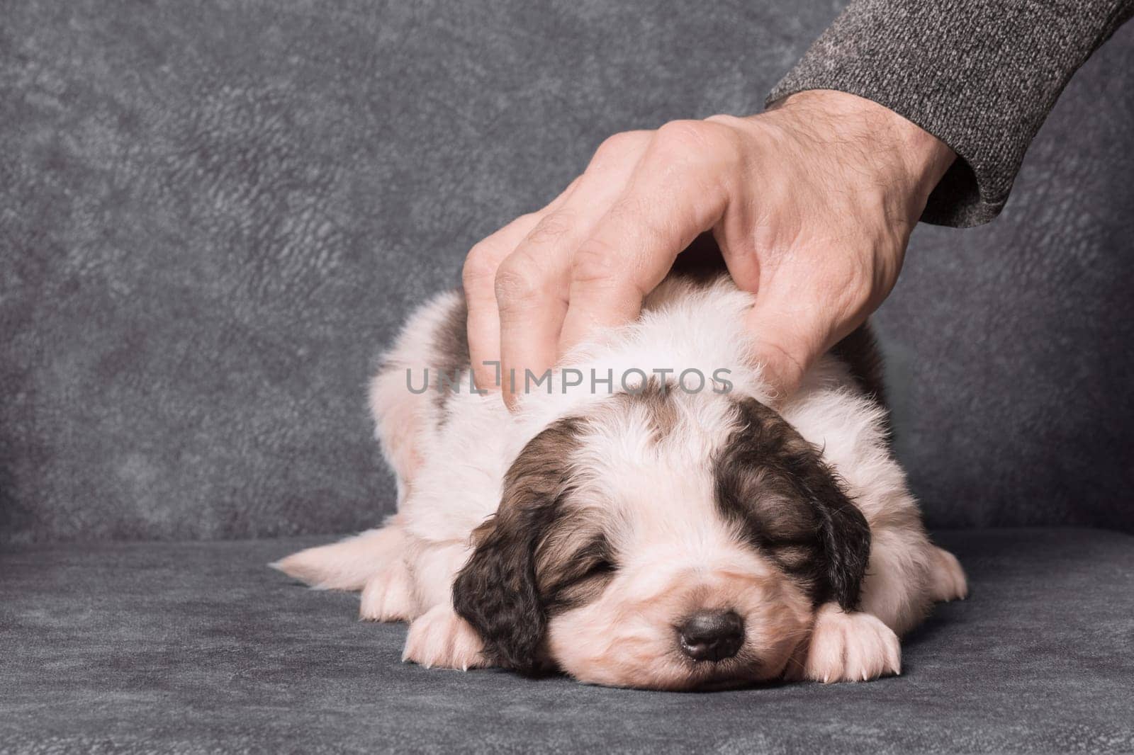 The male hand is caressing a cute little sheperd puppy on gray background.