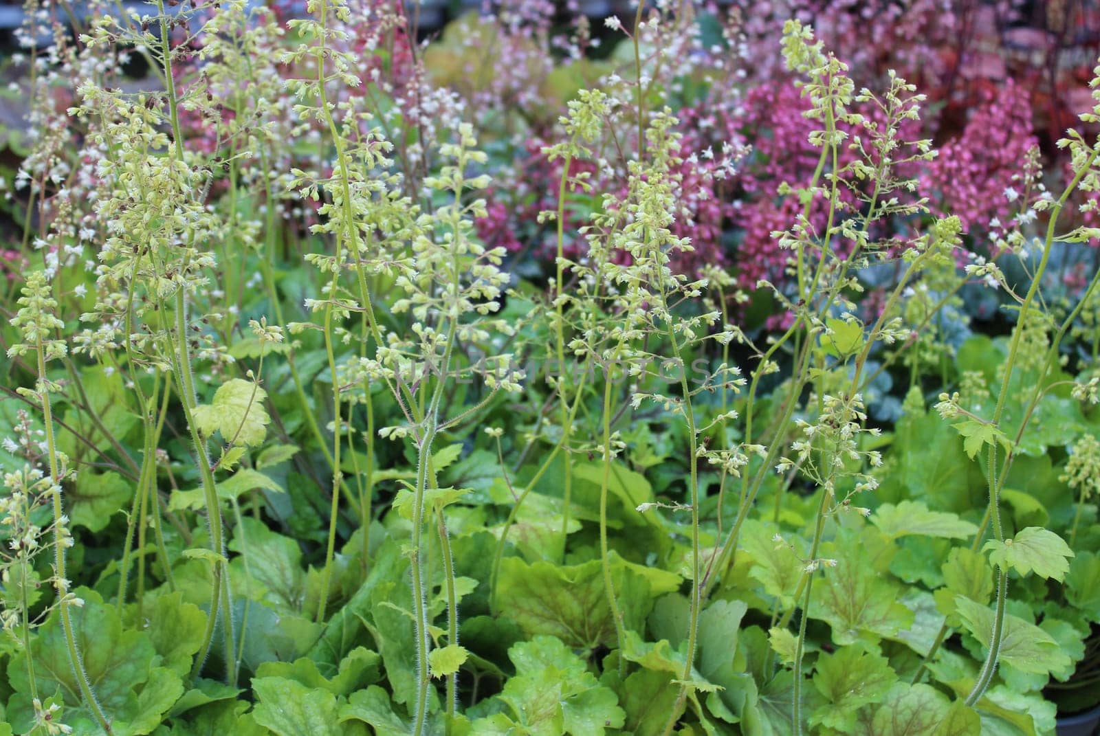 blossoming alumroot in the garden