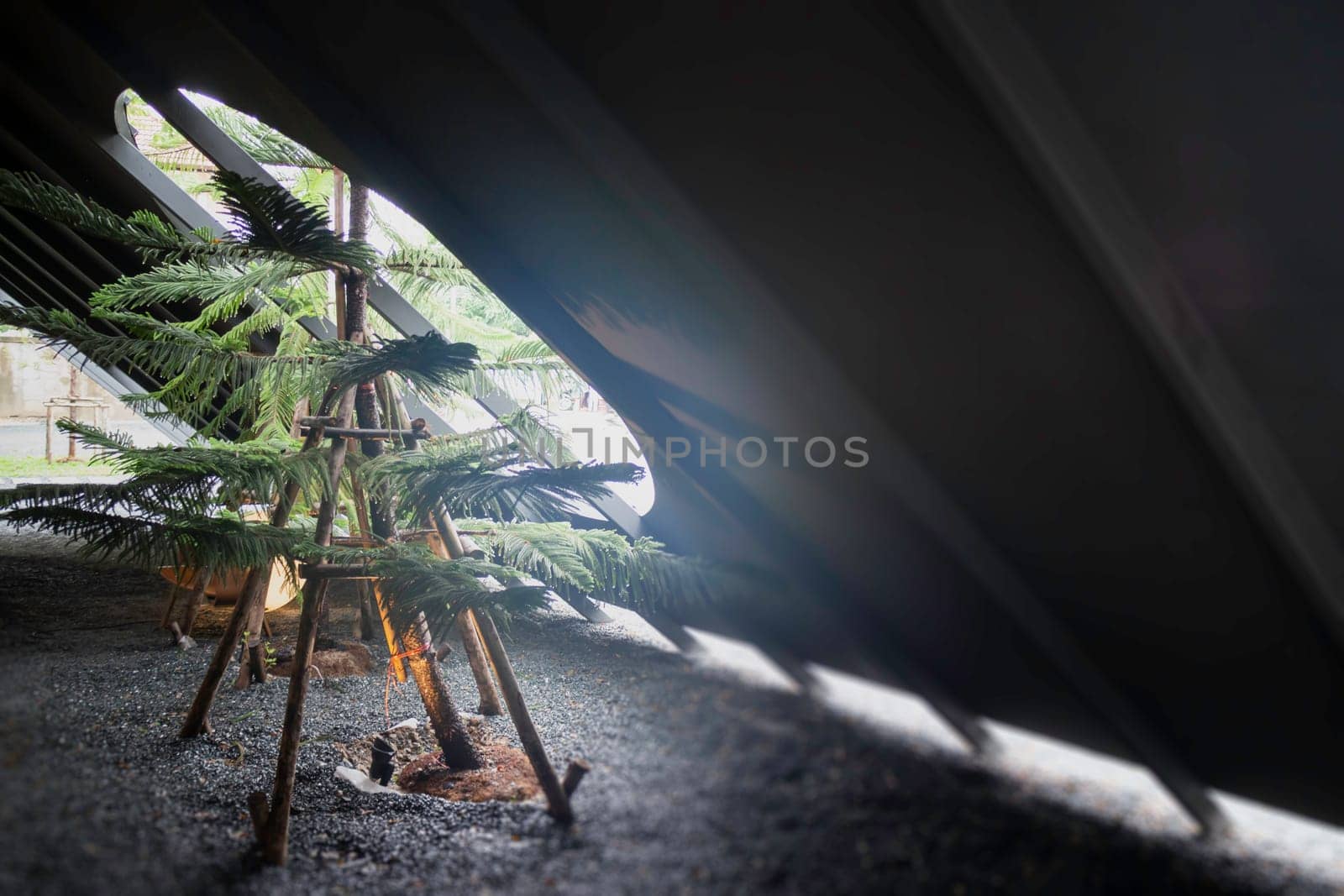Green blurred background with spring blue spruce blossoming branches, stock photo