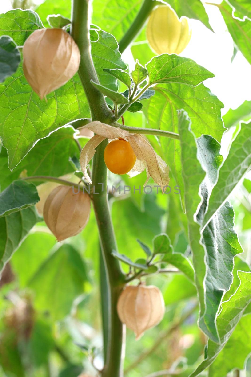 The healthy fruit of Physalis contains many vitamins and iron. It is also growing in the European area.
