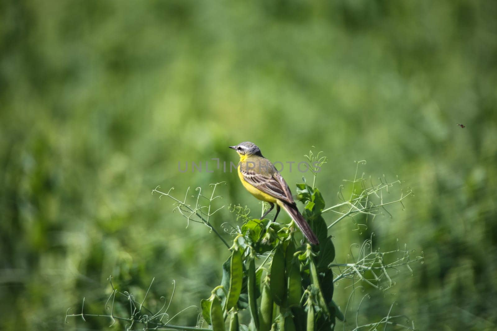 A wagtail, wagtail, peeper (Motacillidae), Gele Kwikstaart on the top of a pea plant.