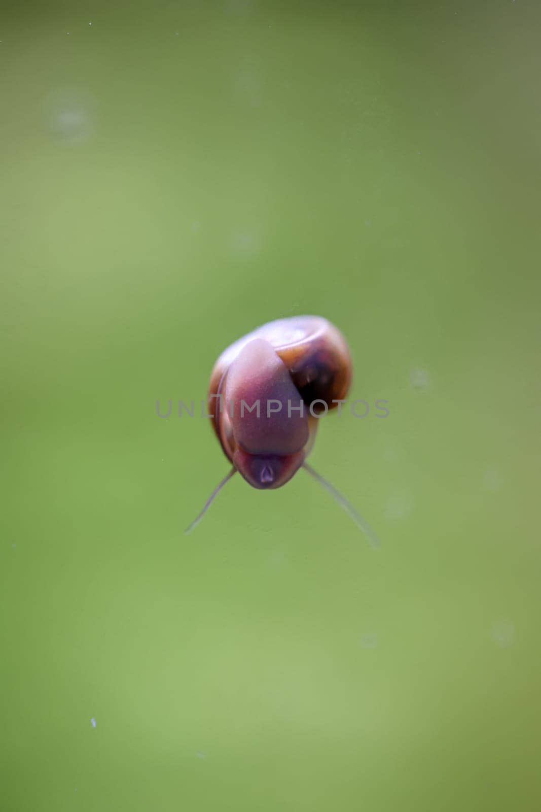 A post horn snail on the glass pane of an aquarium.